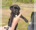 Small #1 Labrador Retriever Mix