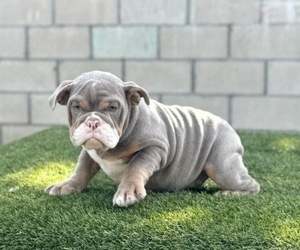 English Bulldog Puppy for sale in SAN ANTONIO, TX, USA