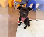 Stella (Available TBD) - Female Mutt Dog for Adoption - Small photo