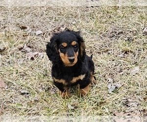 Dachshund Puppy for sale in CLARK, MO, USA