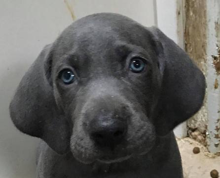 View Ad: Weimaraner Puppy for Sale near Kentucky, BAGDAD, USA. ADN-62345