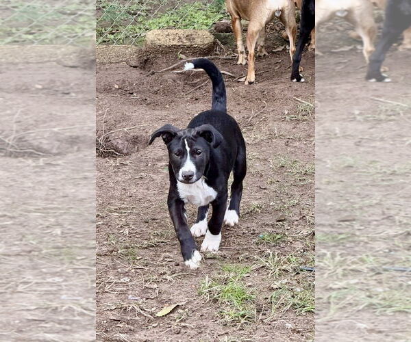 Medium Photo #1 Mutt Puppy For Sale in Oakhurst, NJ, USA