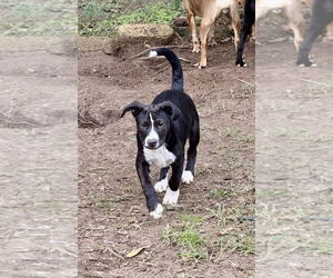 Mutt Dogs for adoption in Oakhurst, NJ, USA