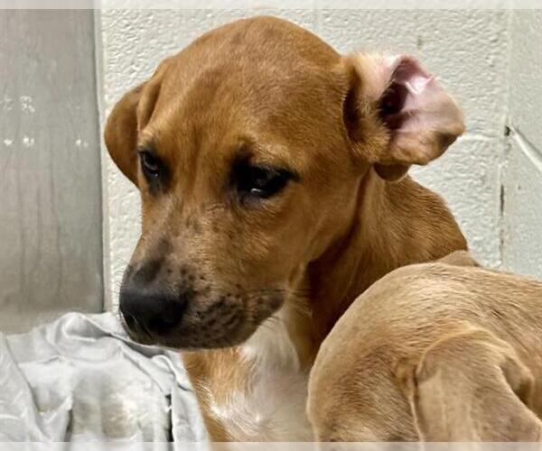 Medium Photo #1 Redbone Coonhound-Unknown Mix Puppy For Sale in Olathe, KS, USA