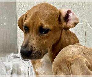 Redbone Coonhound-Unknown Mix Dogs for adoption in Olathe, KS, USA
