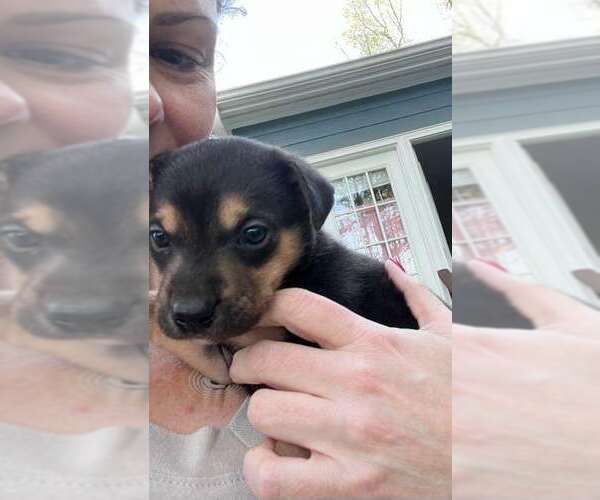 Medium Photo #9 Labrador Retriever-Unknown Mix Puppy For Sale in Holly Springs, NC, USA