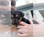 Small #8 Labrador Retriever Mix