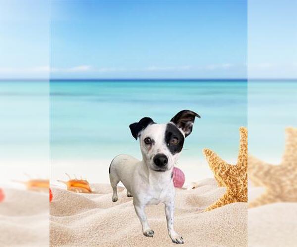 Medium Photo #1 Mutt Puppy For Sale in San Martin, CA, USA