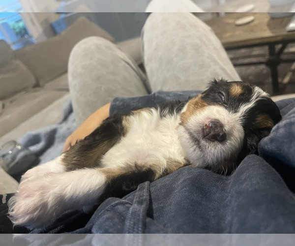 Medium Photo #3 Bernese Mountain Dog-Miniature Bernedoodle Mix Puppy For Sale in PLEASANT HILL, CA, USA