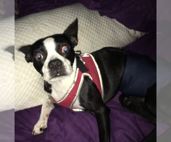 Medium Photo #5 Boston Terrier Puppy For Sale in Little Elm, TX, USA