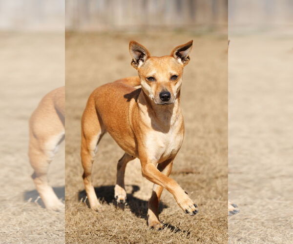 Medium Photo #12 Chihuahua-Unknown Mix Puppy For Sale in McKinney, TX, USA