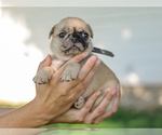 Small #4 Pug