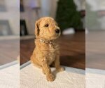 Small Photo #5 Goldendoodle Puppy For Sale in KEIZER, OR, USA