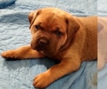 Small Photo #11 Cane Corso Puppy For Sale in CHARLESTON, SC, USA
