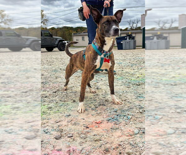 Medium Photo #10 Chihuahua-Dutch Shepherd  Mix Puppy For Sale in Grafton, WI, USA