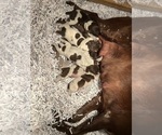 Image preview for Ad Listing. Nickname: 2 Male 2 Female