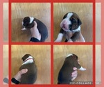 Puppy Red Boxer