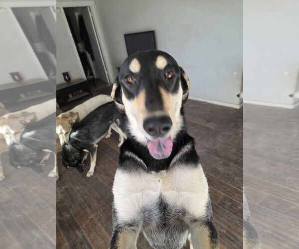 Medium Photo #2 Mutt Puppy For Sale in Chandler, AZ, USA