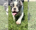 Puppy Blaze French Bulldog