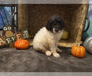 Poodle (Standard) Puppy for sale in LAVONIA, GA, USA