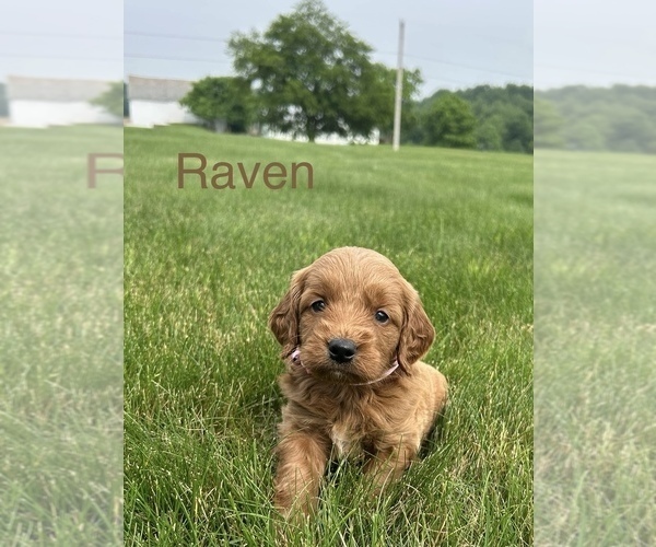 Medium Photo #16 Goldendoodle (Miniature) Puppy For Sale in FREDERICKSBG, OH, USA