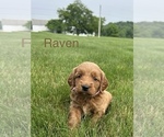 Small #15 Goldendoodle (Miniature)