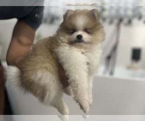 Pomeranian Puppy for sale in LEHIGH ACRES, FL, USA