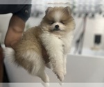 Small Photo #1 Pomeranian Puppy For Sale in LEHIGH ACRES, FL, USA