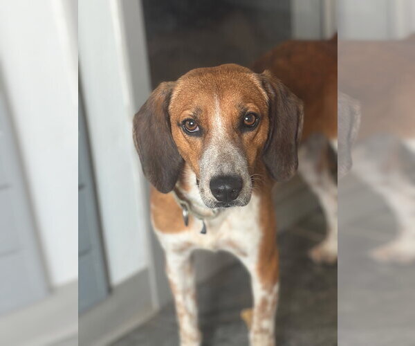 Medium Photo #6 Beagle-Unknown Mix Puppy For Sale in Dunnellon, FL, USA