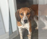 Small #5 Beagle Mix