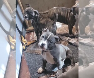 American Bully-American Staffordshire Terrier Mix Puppy for sale in PORTLAND, OR, USA