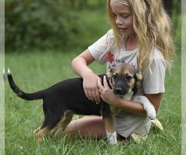 Medium Photo #11 Mutt Puppy For Sale in Mechanicsburg, PA, USA