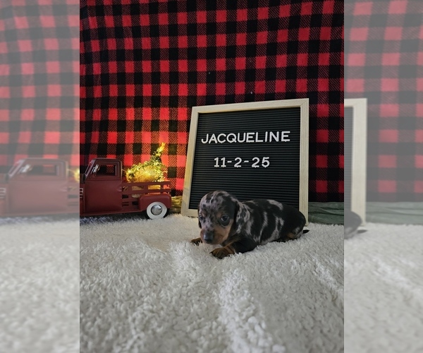 Medium Photo #8 Dachshund Puppy For Sale in NAPPANEE, IN, USA