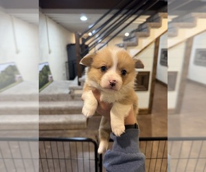 Medium American Corgi