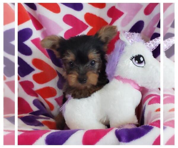 Medium Photo #3 Yorkshire Terrier Puppy For Sale in TAYLOR, TX, USA