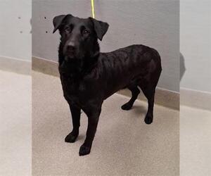 Labrador Retriever-Unknown Mix Dogs for adoption in Las Vegas, NV, USA