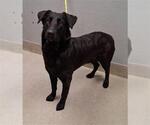 Small Labrador Retriever Mix