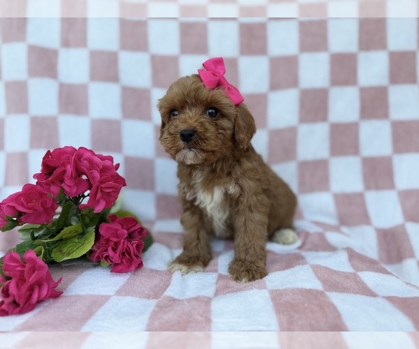 Medium Photo #3 Cavapoo (Miniature) Puppy For Sale in LAKELAND, FL, USA