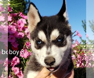 Siberian Husky Puppy for sale in NEWAYGO, MI, USA