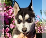 Small Photo #1 Siberian Husky Puppy For Sale in NEWAYGO, MI, USA