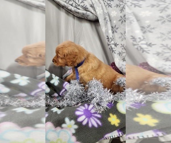 Medium Photo #40 Golden Retriever Puppy For Sale in GREENWOOD, WI, USA