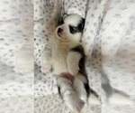 Puppy Puppy 1 Pomsky