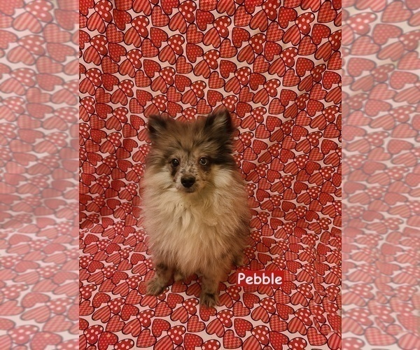 Medium Photo #3 Pomeranian Puppy For Sale in CLARKSVILLE, TN, USA