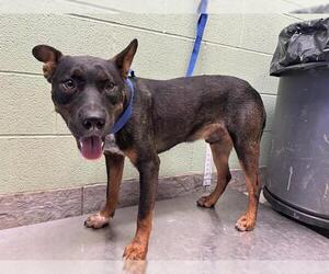 German Shepherd Dog-Unknown Mix Dogs for adoption in Grand Prairie, TX, USA