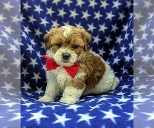 Poodle (Miniature)-Shorkie Tzu Mix Puppy for sale in CHRISTIANA, PA, USA