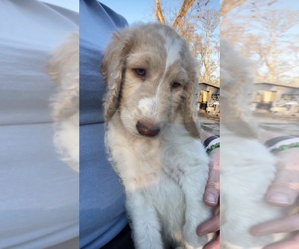 Medium Photo #2 F2 Aussiedoodle-Goldendoodle Mix Puppy For Sale in JESUP, GA, USA