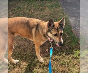 Maple - Female Australian Shepherd-German Shepherd Dog Mix Dog for Adoption - Photo #12