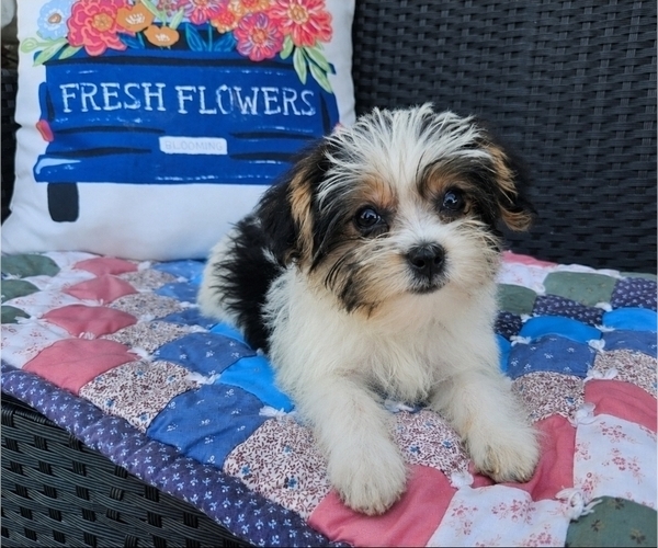 Medium Photo #2 Shorkie Tzu Puppy For Sale in WALSH, IL, USA