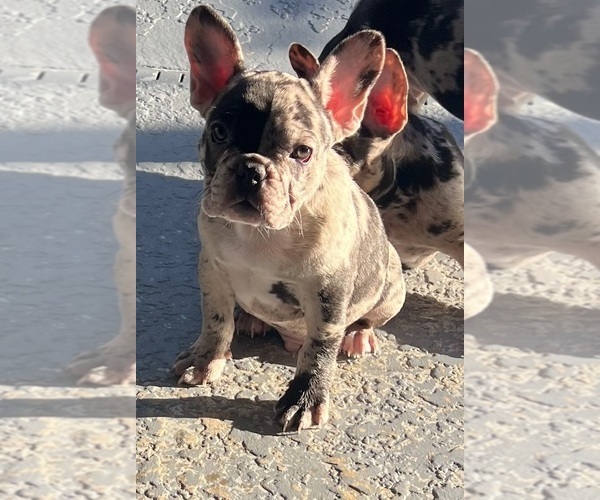 Medium Photo #12 French Bulldog Puppy For Sale in OCALA, FL, USA