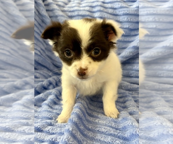 Medium Photo #6 Chihuahua Puppy For Sale in FAIR HAVEN, MI, USA